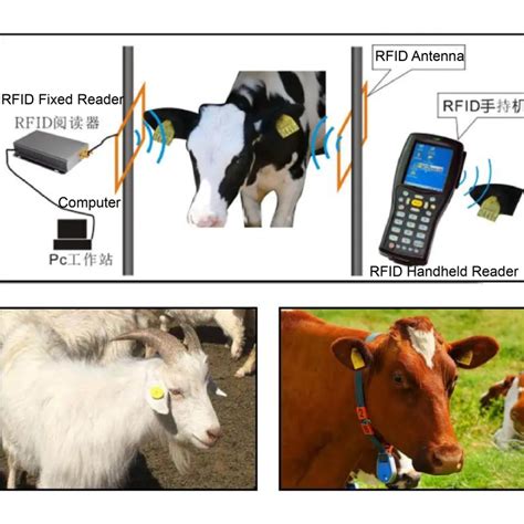 rfid cattle tag reader|livestock rfid tag reader.